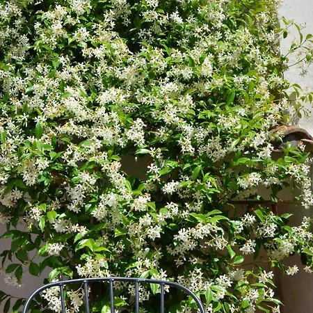 Luxury Pantheon Apartment Rom